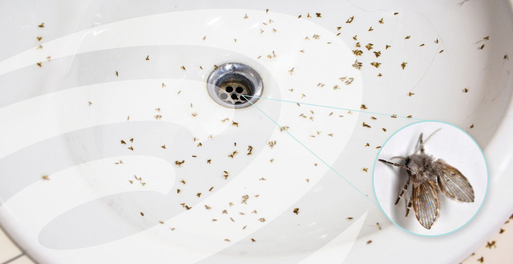 4 Easy Ways to Get Rid of Fruit Flies in Sink