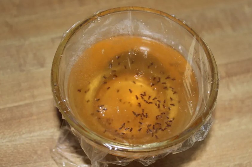 We Found a Homemade Fruit Fly Trap That Actually Work