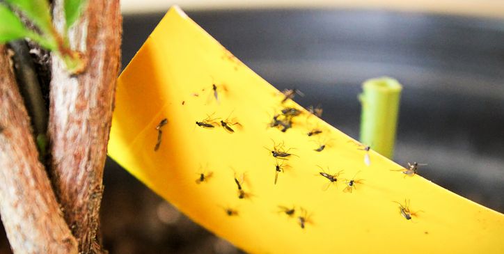 6 Amazing Home Remedies for Gnats