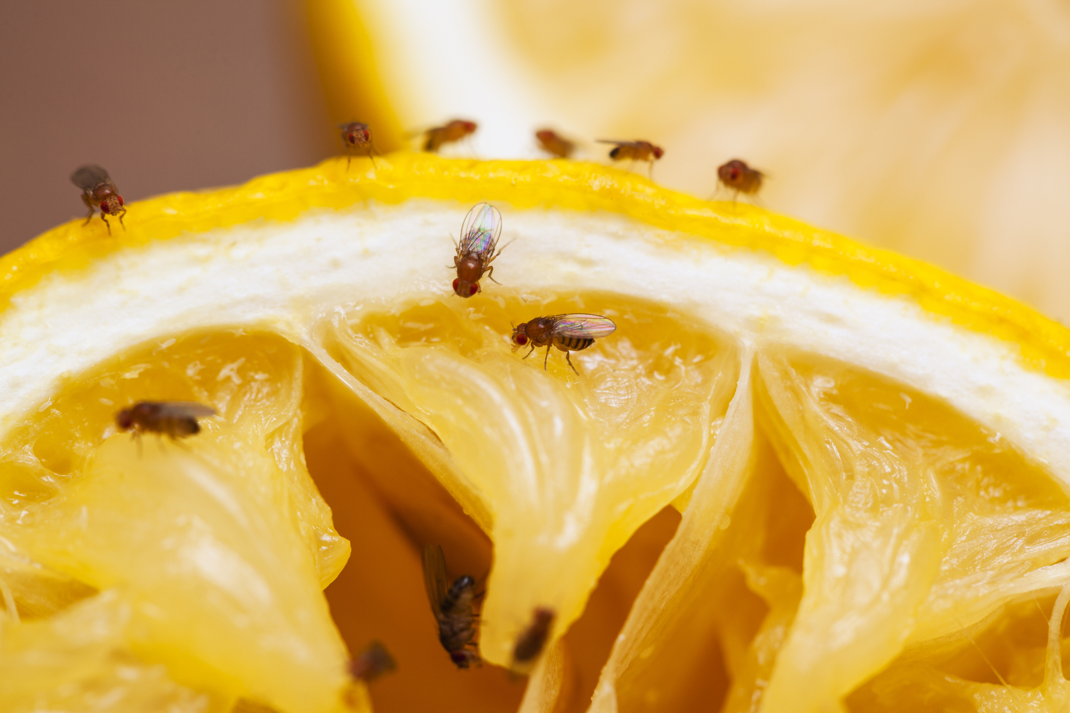 Hot To Get Rid of Fruit Flies and Gnats Fast – this homemade remedy works perfectly