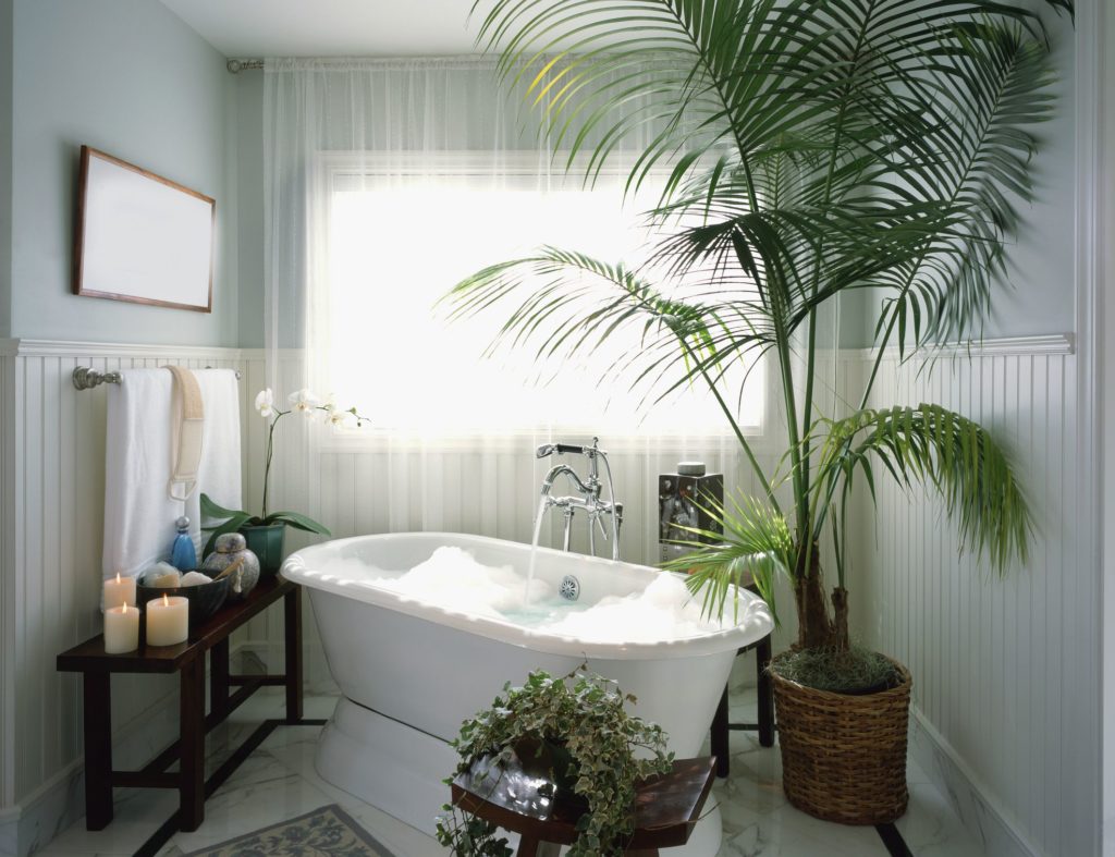 19 Bathroom Plants that Absorb Moisture