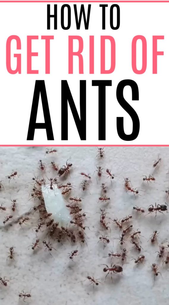 Quick Homemade To Get Rid Of Ants