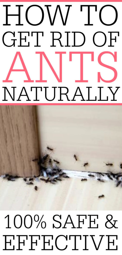 How To Get Rid Of Ants Naturally