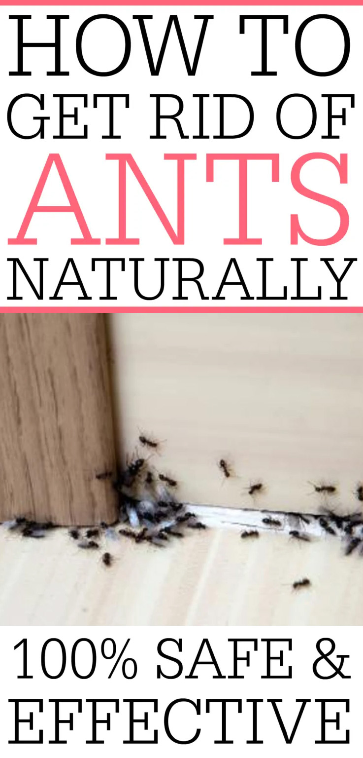 How To Get Rid Of Ants Naturally